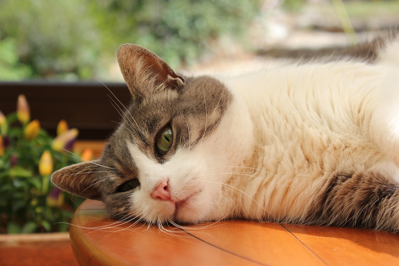 猫色潮流资讯，探索猫咪时尚的世界新潮流