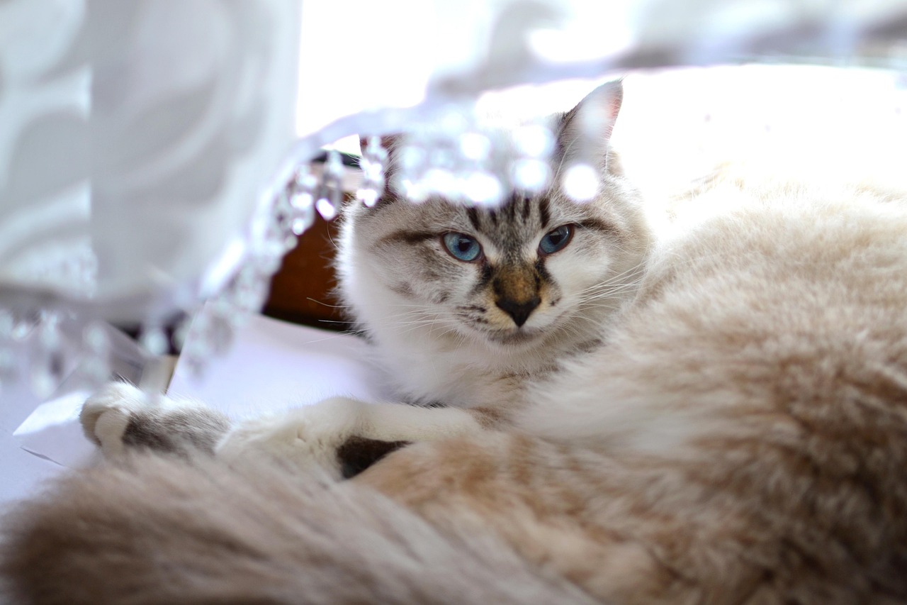 猫咪后院新奇独特猫种探秘