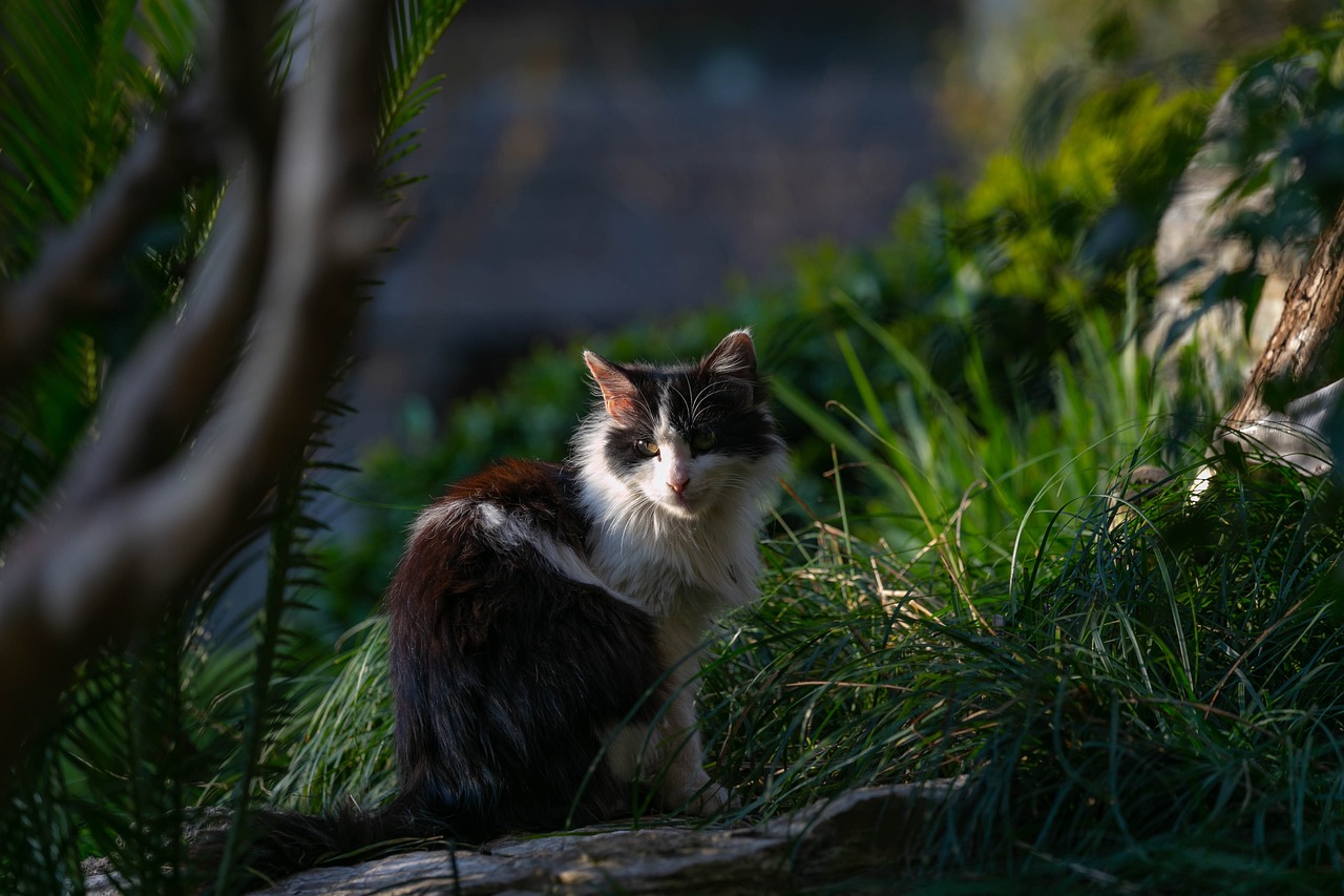 猫和老鼠赛车比赛，别开生面的竞技盛宴！