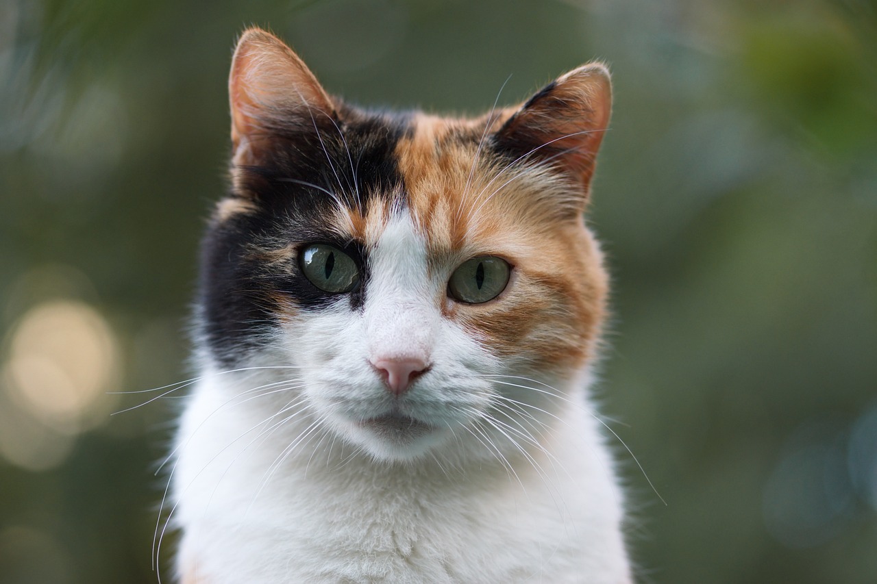 探索最新猫品种，揭开猫科动物的奇妙世界面纱