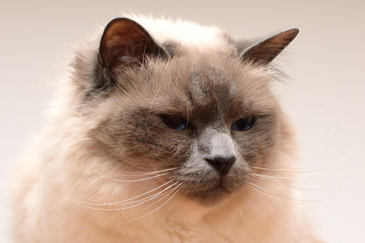 比赛猫，一场独具特色的竞技盛宴