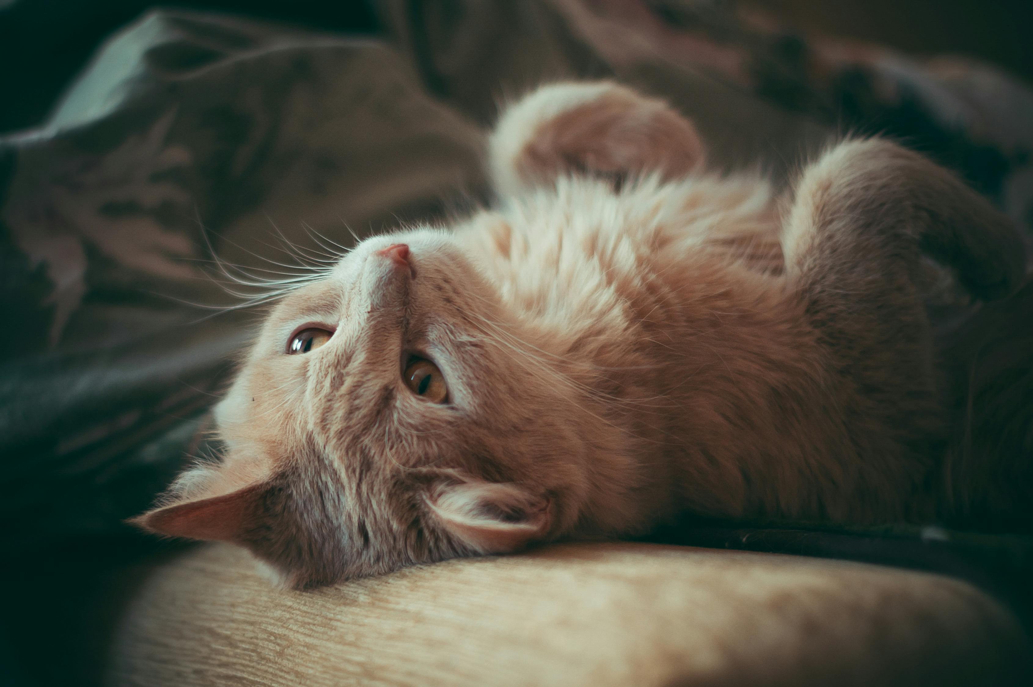 猫的电影，银幕上的猫咪魅力捕捉之旅