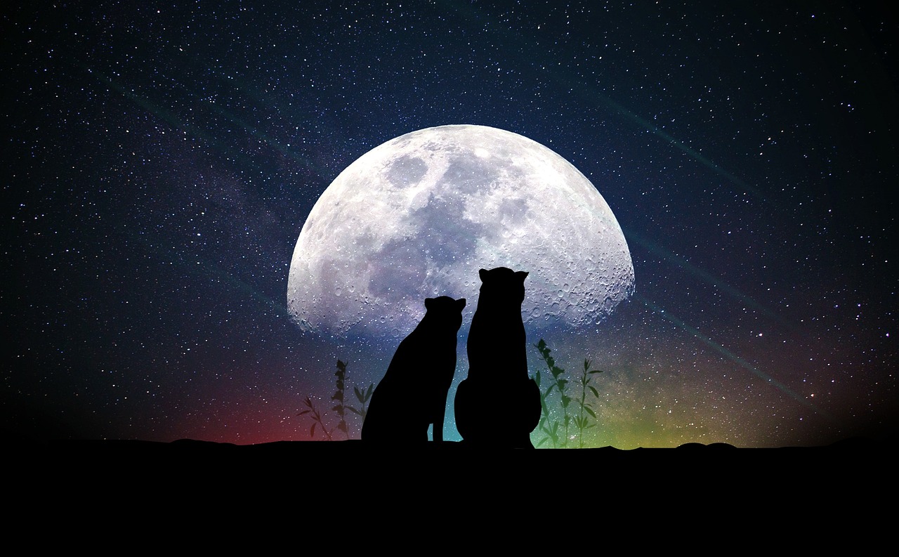 探索璀璨星空的无限魅力，明星名字大全