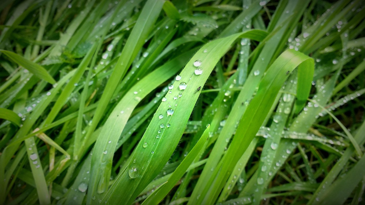 最新蔬菜苗，种植希望，繁荣未来