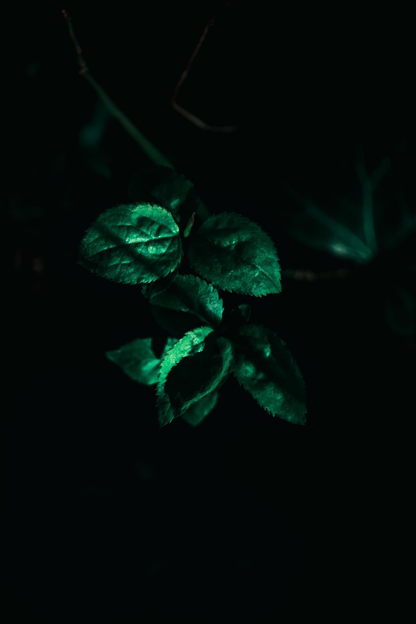 萨德事件最新动态视频，全球关注与影响分析摘要