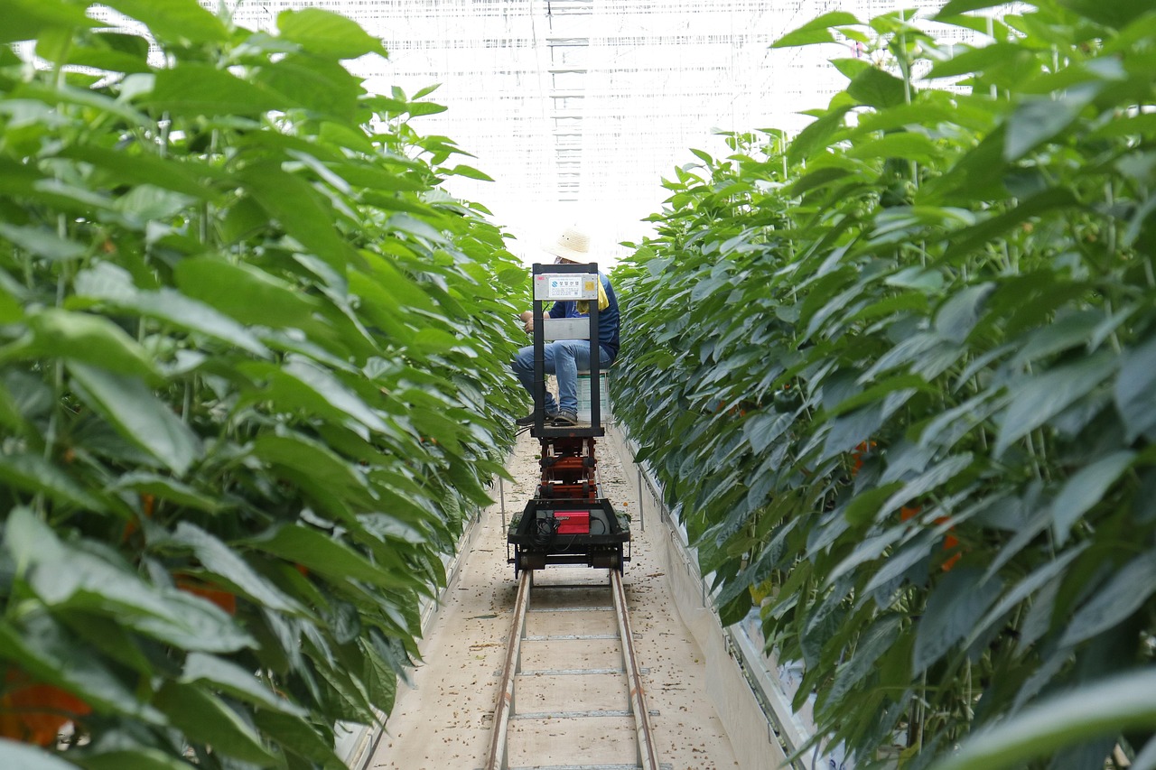 最新苦瓜，健康益处与种植技术全解析