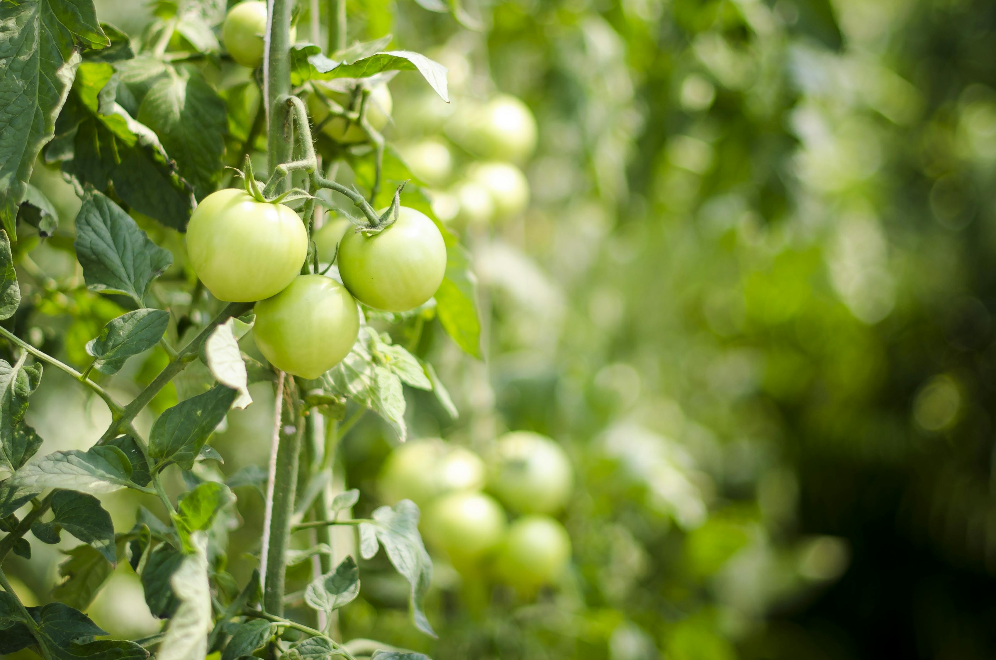 昆明蔬菜行情深度解析