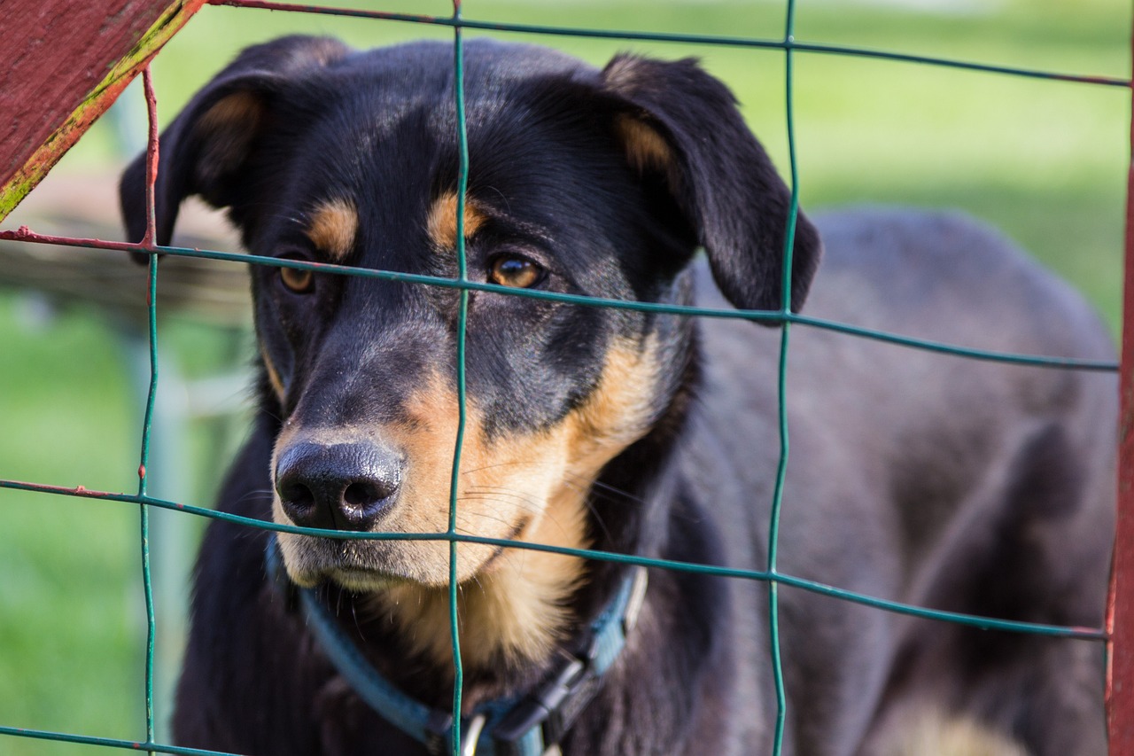 可卡犬价格全面解析，影响价格的因素及最新报价