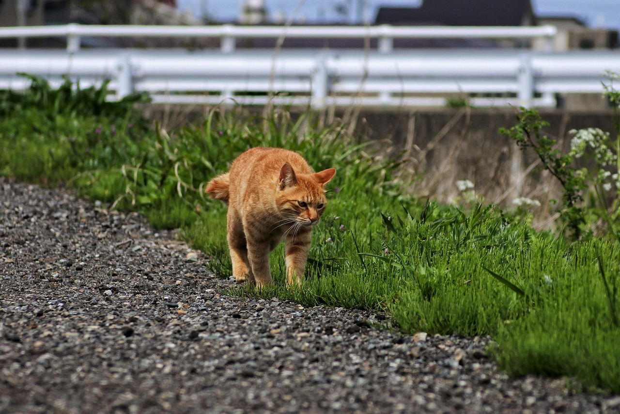 猫鼠新篇，跨越传统的奇妙冒险之旅