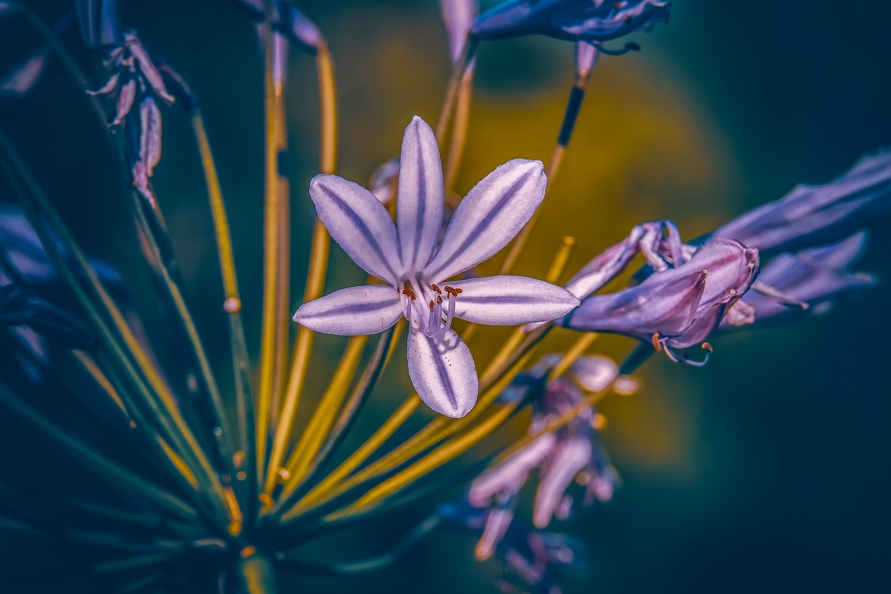 百合花电影，艺术之美的绽放与情感深度的探索