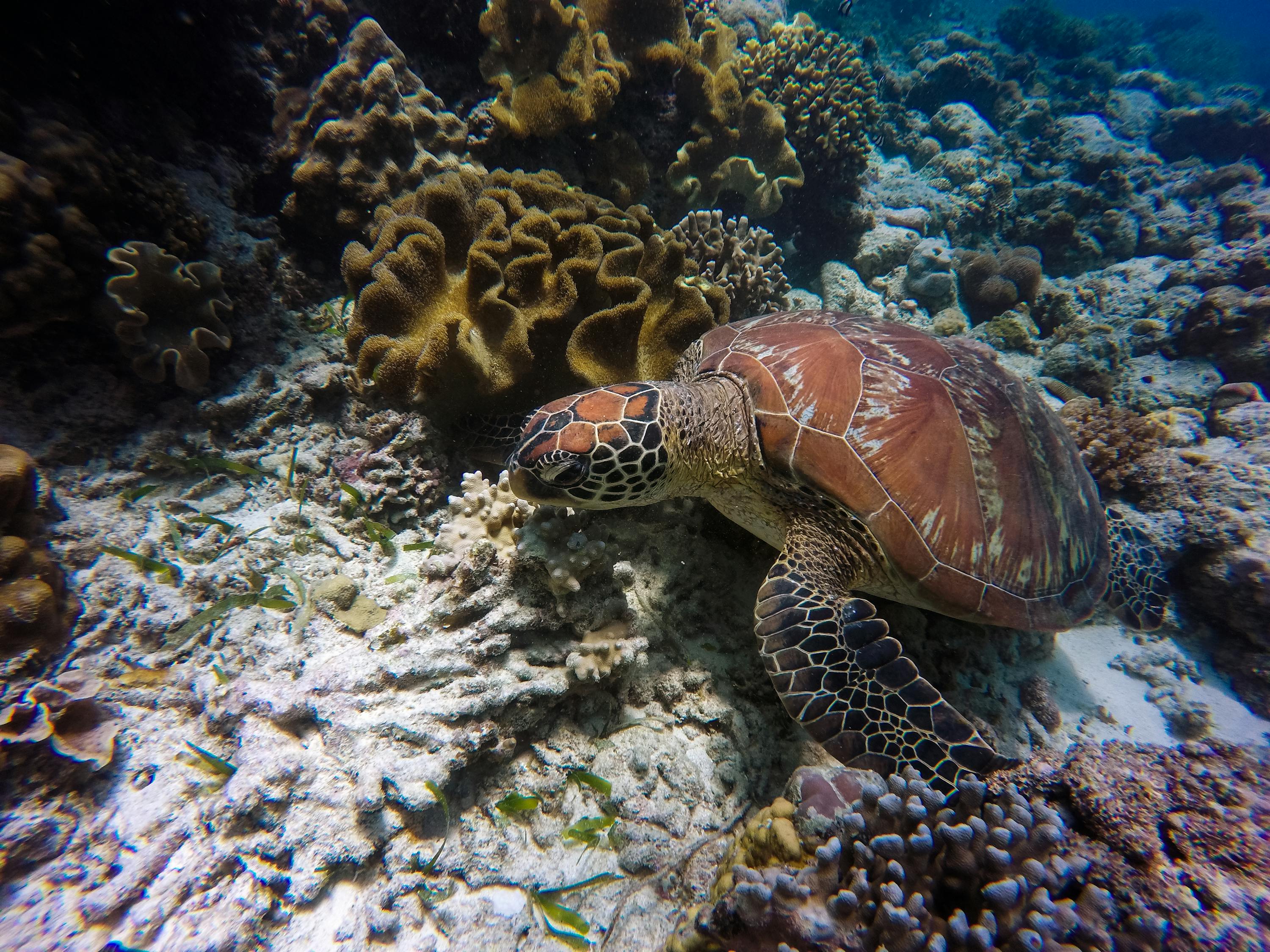 章鱼行情，揭示海洋神秘生物的经济魅力与影响力