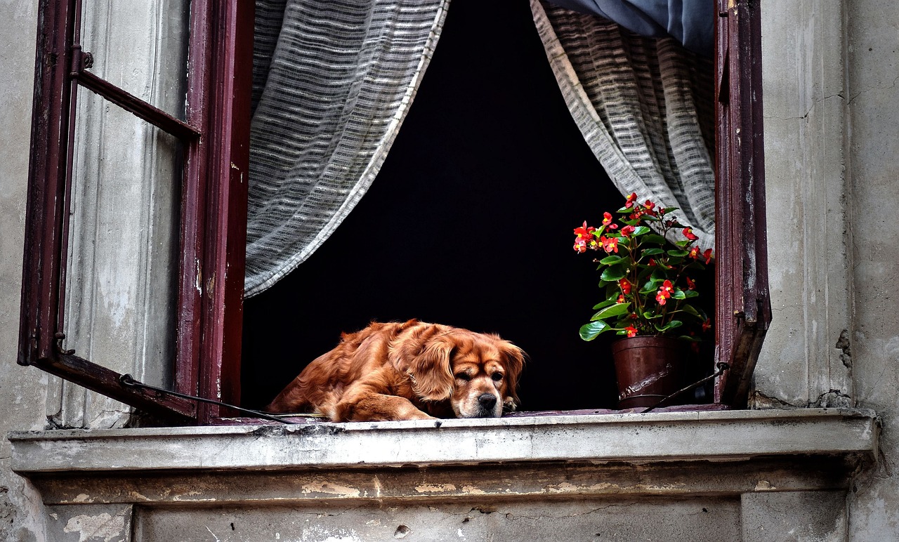 电影血狼犬，人与犬的生死相依之旅